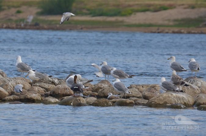 Ptaki na kamieniach w nurcie Wisły (Fot. H.Żelichowska)