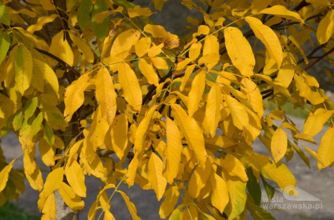 Jesień pomalowała drzewa nad Wisłą najpiękniejszymi kolorami. Jarzą się żółto dopóki nie opadną ... (Fot. H.Żelichowska)