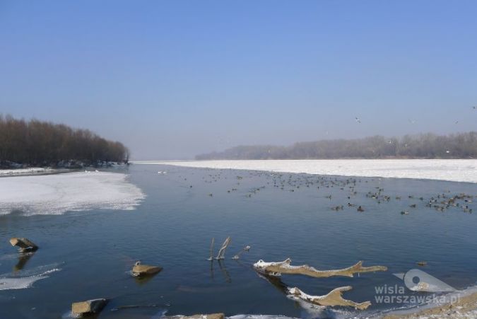 Ptactwo wodne licznie zimuje nad Wisłą w Warszawie (fot. Dorota Zielińska)