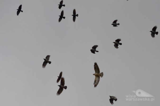 Myszołów otoczony przez ptaki krukowate (Fot. H.Żelichowska)