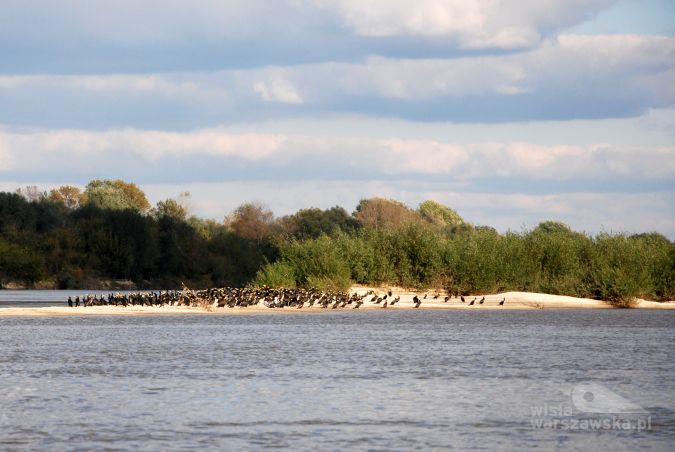 Stado kormoranów w trakcie jesiennej wędrówki wzdłuż Wisły, fot. Ewa Kominek