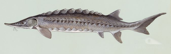 Jesiotr (rys. Duane Raver/U.S. Fish and Wildlife Service, domena publiczna)